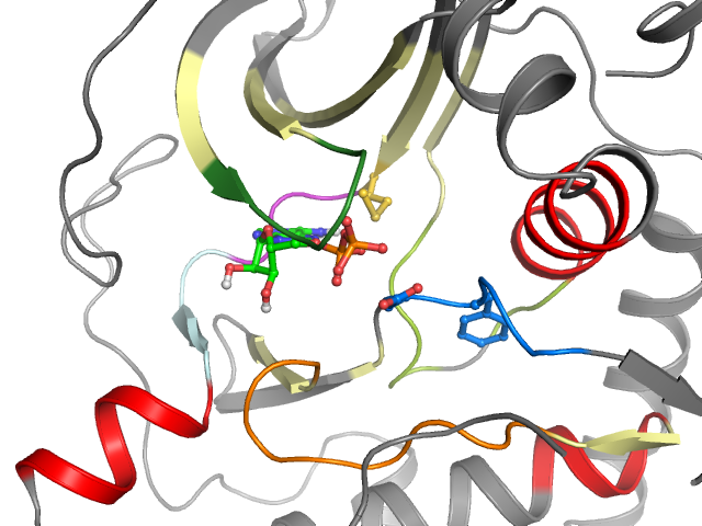 The orthosteric binding pocket