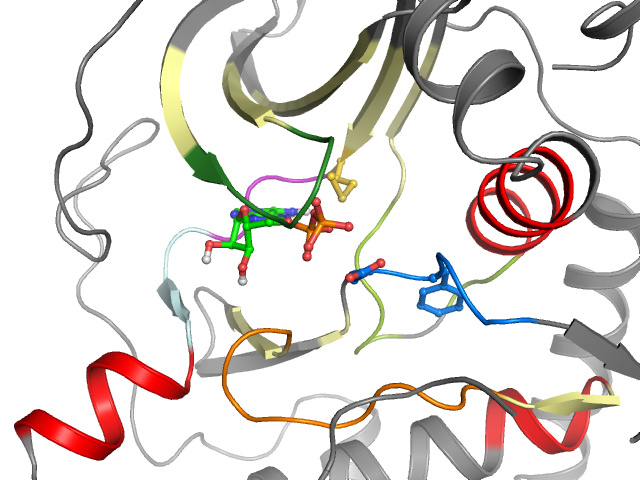 The orthosteric binding pocket