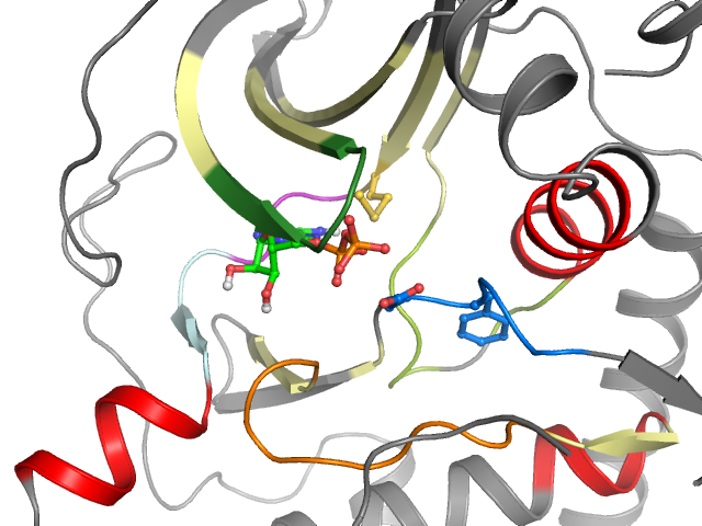 The orthosteric binding pocket