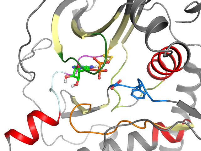The orthosteric binding pocket