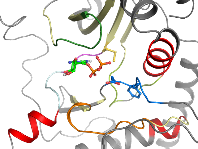 The orthosteric binding pocket
