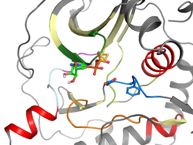 The orthosteric binding pocket