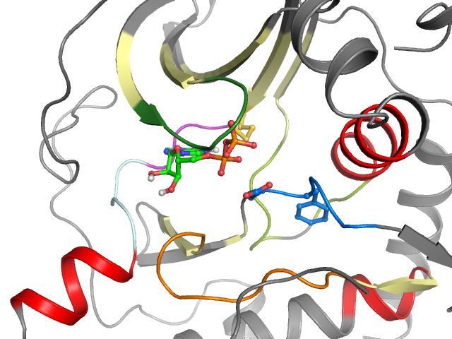 The orthosteric binding pocket