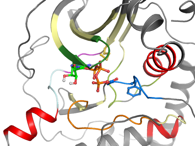 The orthosteric binding pocket
