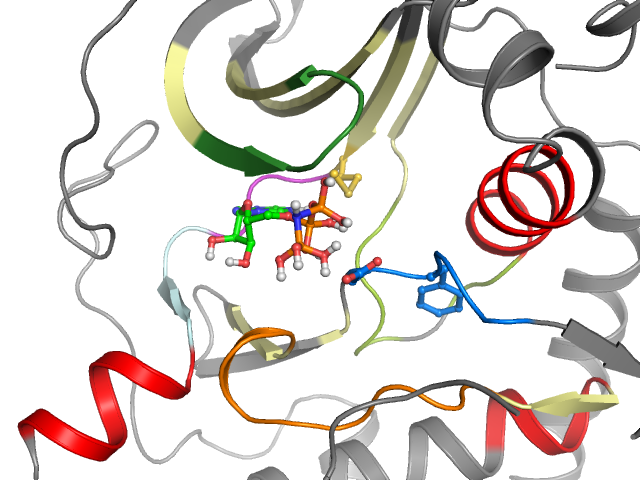 The orthosteric binding pocket