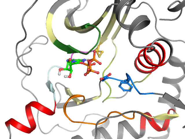 The orthosteric binding pocket