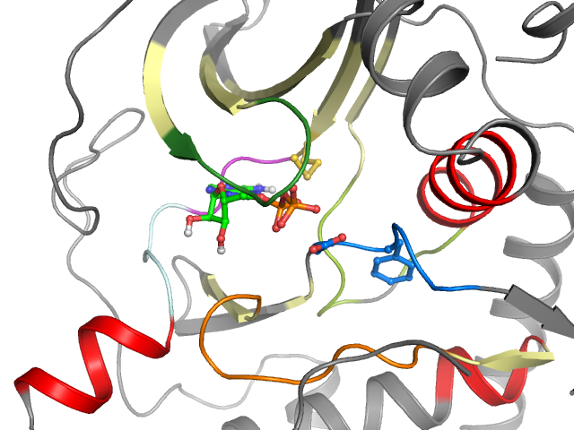 The orthosteric binding pocket