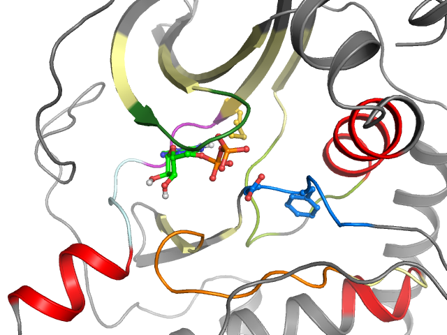 The orthosteric binding pocket