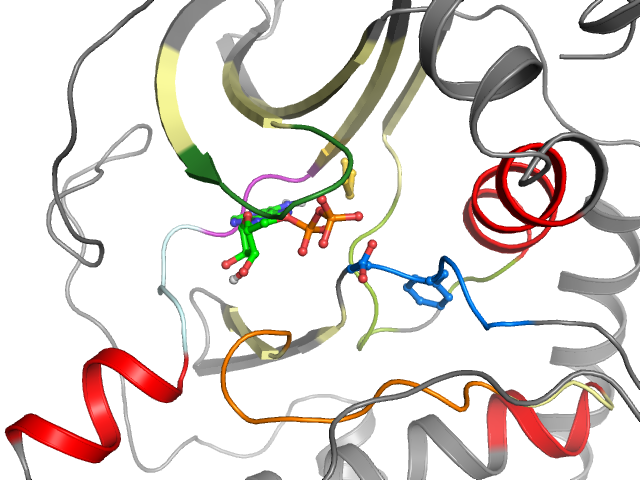The orthosteric binding pocket