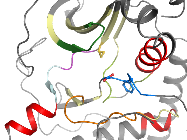 The orthosteric binding pocket