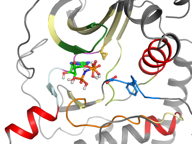 The orthosteric binding pocket