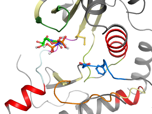 The orthosteric binding pocket