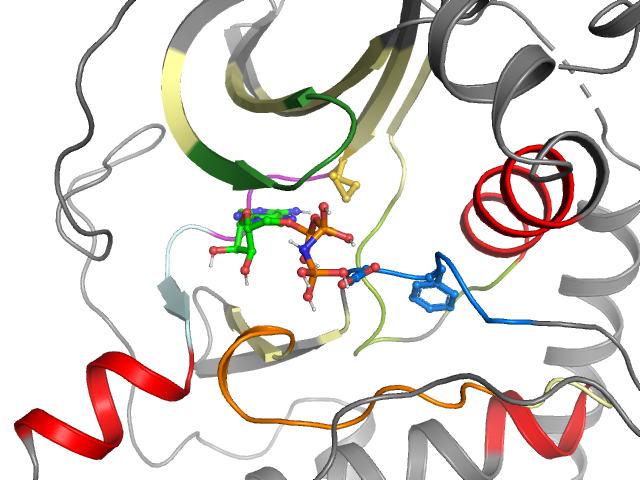 The orthosteric binding pocket