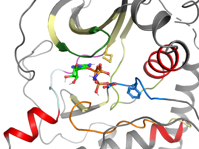 The orthosteric binding pocket