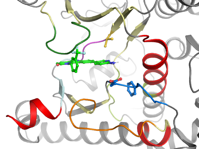 The orthosteric binding pocket
