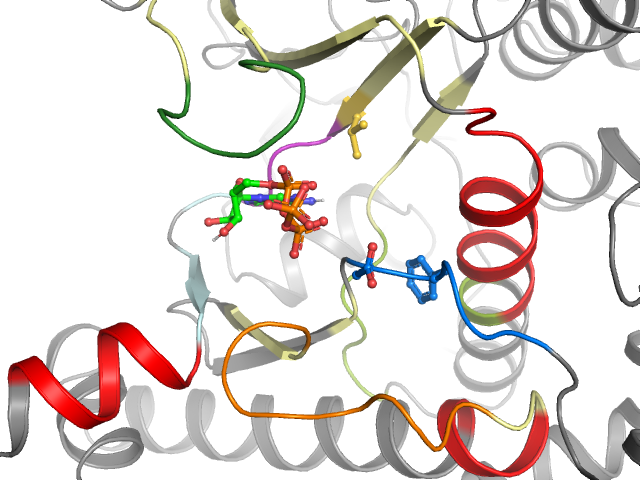 The orthosteric binding pocket