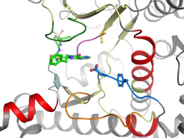 The orthosteric binding pocket
