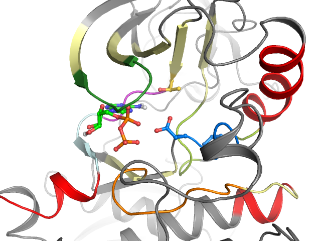 The orthosteric binding pocket