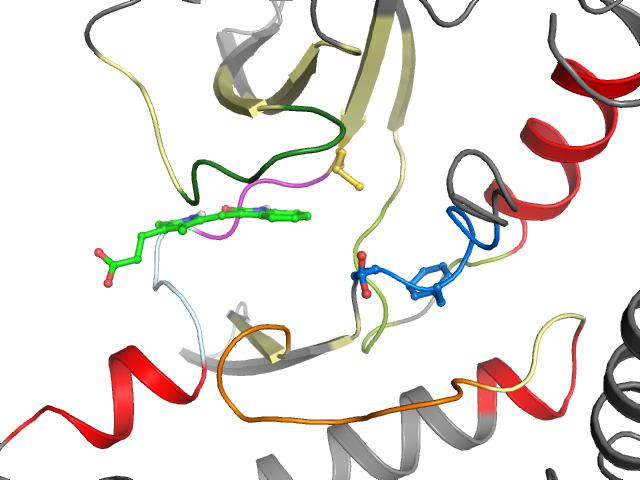 The orthosteric binding pocket