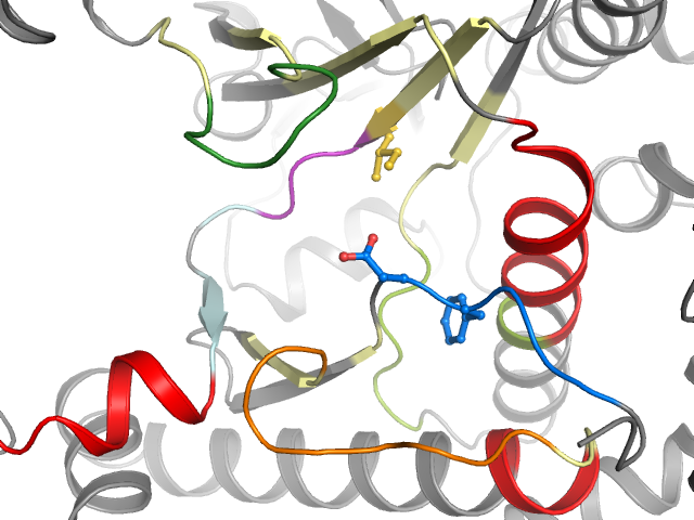 The orthosteric binding pocket