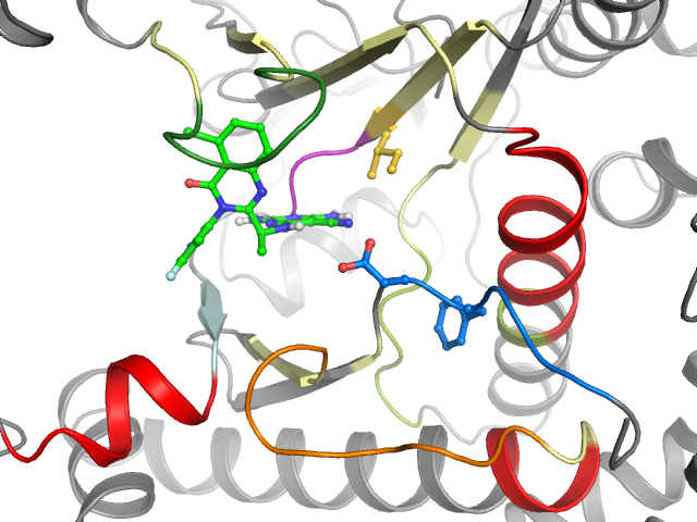 The orthosteric binding pocket