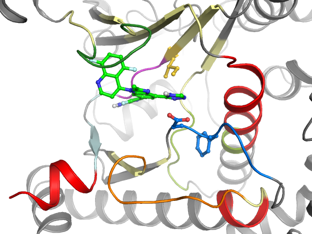 The orthosteric binding pocket