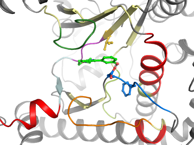 The orthosteric binding pocket