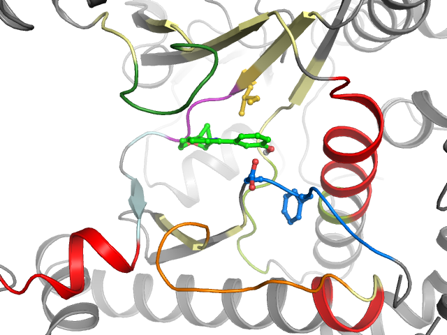 The orthosteric binding pocket