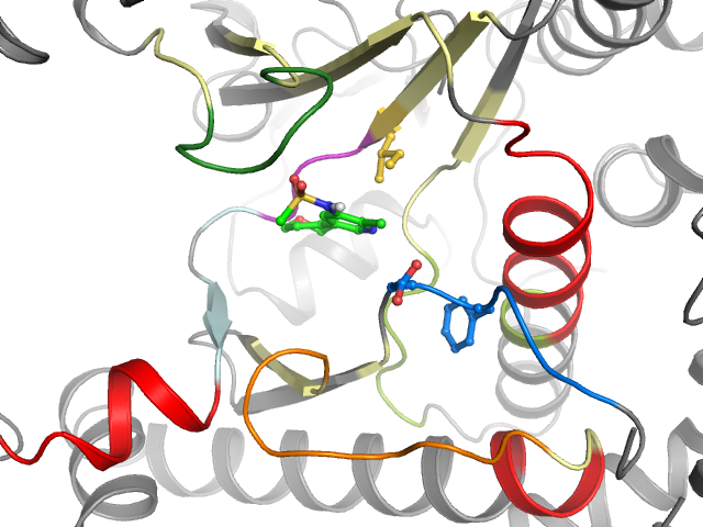 The orthosteric binding pocket