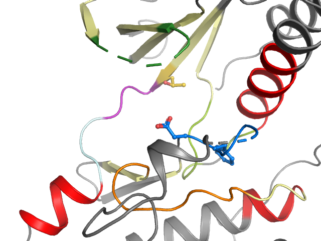 The orthosteric binding pocket