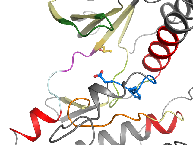 The orthosteric binding pocket